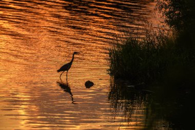 Alacakaranlıkta Ren kıyısında gri bir balıkçıl (Ardea cinerea) silueti. Sasbach am Kaiserstuhl, Emmendingen, Fribourg-en-Brisgau, Bade-Wurtemberg, Allemagne.