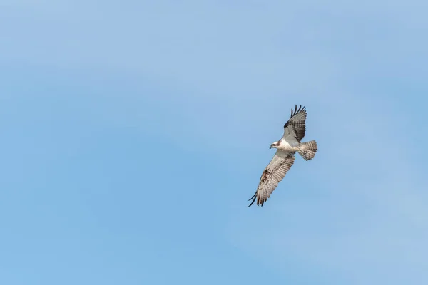 Fischadler Pandion Haliaetus Fliegt Über Ein Sumpfgebiet Bas Rhin Collectivite — Stockfoto