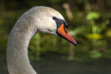 Gün ışığında dilsiz kuğu (Cygnus olor) portresi. Bas-Rhin, Collectivite europeenne d 'Alsace, Grand Est, Fransa.