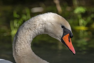 Gün ışığında dilsiz kuğu (Cygnus olor) portresi. Bas-Rhin, Collectivite europeenne d 'Alsace, Grand Est, Fransa.