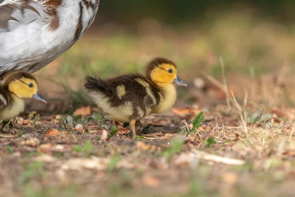 Female Muscovy Duck Cairina Moschata Her Chicks Bas Rhin Collectivite — Stock Photo, Image