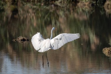 Bataklıkta uçan büyük balıkçıl (Ardea alba). Bas-Rhin, Collectivite europeenne d 'Alsace, Grand Est, Fransa.