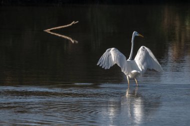 Bataklıkta uçan büyük balıkçıl (Ardea alba). Bas-Rhin, Collectivite europeenne d 'Alsace, Grand Est, Fransa.