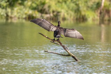 Kanatlarını güneşte kurutan büyük karabatak (Phalacrocorax carbo). Bas-Rhin, Collectivite europeenne d 'Alsace, Grand Est, Fransa.