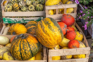 Organik bir çiftlikte balkabaklarıyla dolu sandıklar ve farklı kabaklar. Bas-Rhin, Collectivite europeenne d 'Alsace, Grand Est, Fransa, Avrupa.