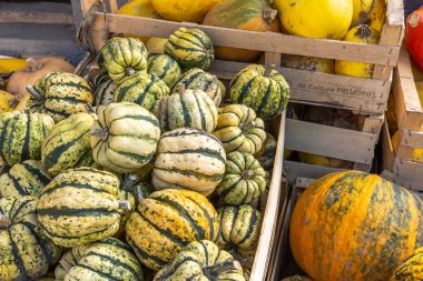 Organik bir çiftlikte balkabaklarıyla dolu sandıklar ve farklı kabaklar. Bas-Rhin, Collectivite europeenne d 'Alsace, Grand Est, Fransa, Avrupa.