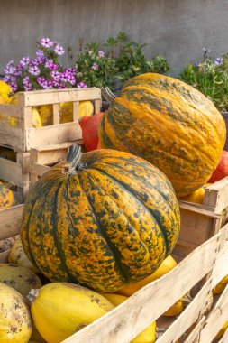 Organik bir çiftlikte balkabaklarıyla dolu sandıklar ve farklı kabaklar. Bas-Rhin, Collectivite europeenne d 'Alsace, Grand Est, Fransa, Avrupa.