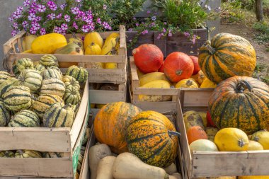 Organik bir çiftlikte balkabaklarıyla dolu sandıklar ve farklı kabaklar. Bas-Rhin, Collectivite europeenne d 'Alsace, Grand Est, Fransa, Avrupa.