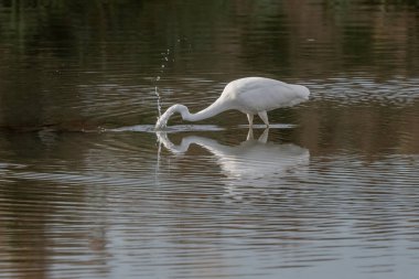 Büyük balıkçıl (Ardea alba) bataklıkta balık tutuyor. Bas-Rhin, Collectivite europeenne d 'Alsace, Grand Est, Fransa.