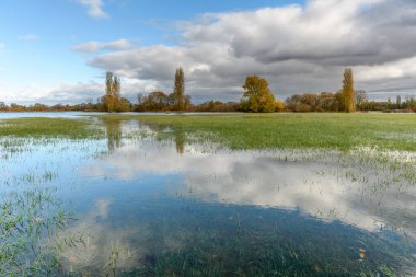 Şiddetli yağmurdan sonra çayırı su bastı. Sonbahar manzarası. Bas-Rhin, Collectivite europeenne d 'Alsace, Grand Est, Fransa, Avrupa.