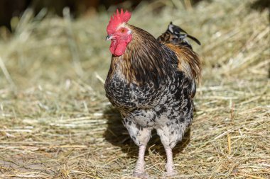 Renkli tüyleri olan boşta gezen çiftlik horozu, açık havada üreme. Bas-Rhin, Collectivite europeenne d 'Alsace, Grand Est, Fransa, Avrupa.