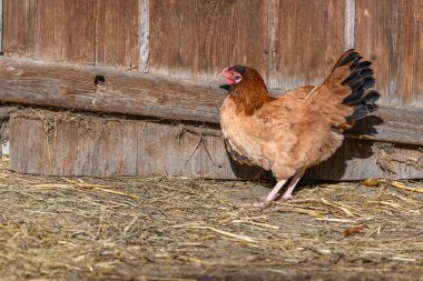Kahverengi tavuk çiftlikte özgürce dolaşıyor. Bas-Rhin, Alsace, Grand Est, Fransa, Avrupa.