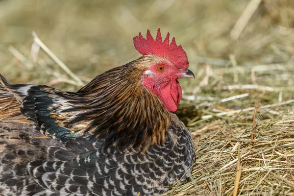 Güneşte samanlıkta uzanan renkli tüylü çiftlik horozu, açık havada serbest üreme. Bas-Rhin, Alsace, Grand Est, Fransa, Avrupa.