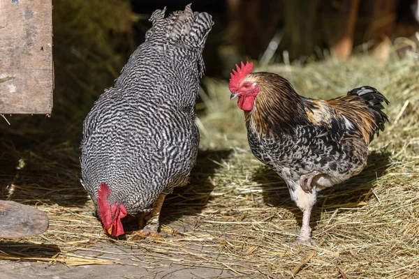 Raising free-range chickens in the open air on a farm. Bas-Rhin, Alsace,Grand Est, France, Europe.