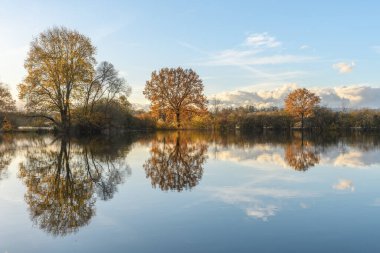 Şiddetli yağmurdan sonra ağaçlar sel basmış bir çayıra yansıdı. Sonbahar manzarası. Bas-Rhin, Alsace, Grand Est, Fransa, Avrupa.