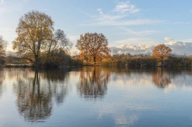 Şiddetli yağmurdan sonra ağaçlar sel basmış bir çayıra yansıdı. Sonbahar manzarası. Bas-Rhin, Alsace, Grand Est, Fransa, Avrupa.