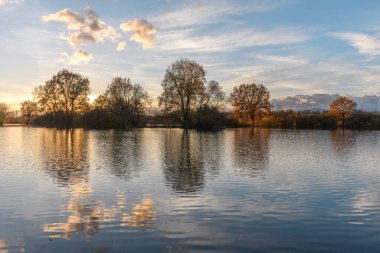 Şiddetli yağmurdan sonra ağaçlar sel basmış bir çayıra yansıdı. Sonbahar manzarası. Bas-Rhin, Alsace, Grand Est, Fransa, Avrupa.