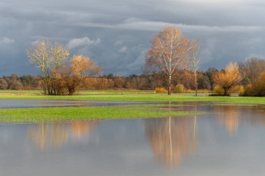 Şiddetli yağmurdan sonra ağaçlar sel basmış bir çayıra yansıdı. Sonbahar manzarası. Bas-Rhin, Alsace, Grand Est, Fransa, Avrupa.