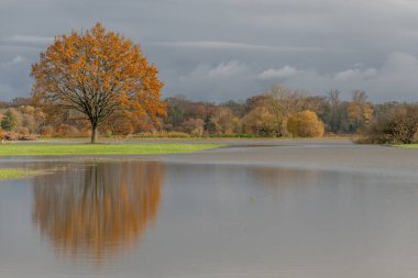 Şiddetli yağmurlardan sonra meşe ağacı sel basmış bir çayıra yansıdı. Sonbahar manzarası. Bas-Rhin, Alsace, Grand Est, Fransa, Avrupa.