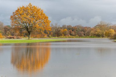 Şiddetli yağmurlardan sonra meşe ağacı sel basmış bir çayıra yansıdı. Sonbahar manzarası. Bas-Rhin, Alsace, Grand Est, Fransa, Avrupa.