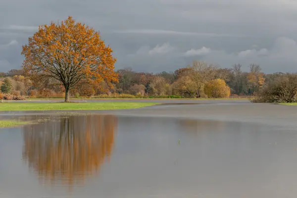Şiddetli yağmurlardan sonra meşe ağacı sel basmış bir çayıra yansıdı. Sonbahar manzarası. Bas-Rhin, Alsace, Grand Est, Fransa, Avrupa.