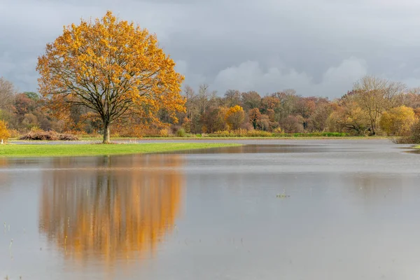 Şiddetli yağmurlardan sonra meşe ağacı sel basmış bir çayıra yansıdı. Sonbahar manzarası. Bas-Rhin, Alsace, Grand Est, Fransa, Avrupa.