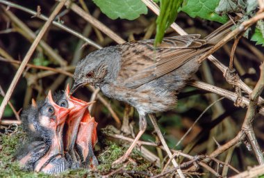 Dunnock (Prunella modularis) yavrularını bir ormanın çalılığında yuvada besler. Bas-Rhin, Alsace, Grand Est, Fransa, Avrupa.