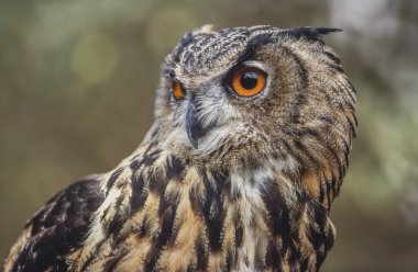 Provence 'deki çalılıklarda Avrasya Kartalı Baykuşu (Bubo bubo). Tarascon, Arles, Montagnette, Bouches du Rhone, Cote d Azur, Fransa.