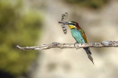 Akdeniz karıncalı Avrupa arı yiyici (Merops apiaster) (Palpares libelluloides). Saint-Gilles, Nimes, Gard, Occitanie, Fransa.