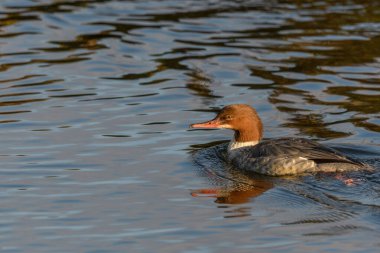 Nehirde yüzen ortak Merganser (Mergus merganser) dişisi. Bas-Rhin, Alsace, Grand Est, Fransa, Avrupa.
