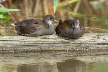 Nehirdeki bir ağaç gövdesinde dinlenen iki genç kır tavuğu (Gallinula chloropus). Bas-Rhin, Alsace, Grand Est, Fransa, Avrupa.