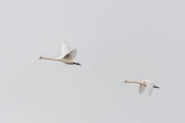 Sonbaharda uçuşan iki dilsiz kuğu (Cygnus olor). Bas-Rhin, Alsace, Grand Est, Fransa, Avrupa.