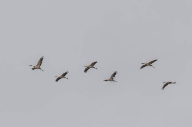 Sonbaharda güneye göç eden vinçlerin (Grus grus) üçgeni. Bas-Rhin, Alsace, Grand Est, Fransa, Avrupa.