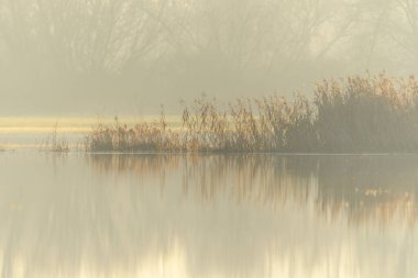 Sonbaharda sel basmış bir çayırda sazlıklar. Bas-Rhin, Collectivite europeenne d 'Alsace, Grand Est, Fransa, Avrupa.
