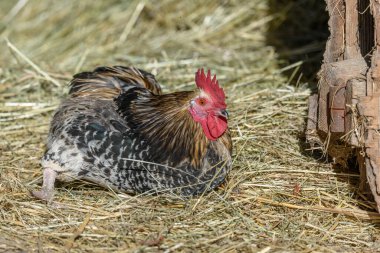 Güneşte samanlıkta uzanan renkli tüylü çiftlik horozu, açık havada serbest üreme. Bas-Rhin, Alsace, Grand Est, Fransa, Avrupa.