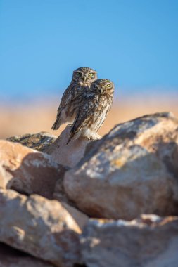 Bir çift küçük baykuş (Athene noctua) sabah güneşinde kendilerini ısıtırlar. Souss-Sahip-Draa, Agadir, Fas.