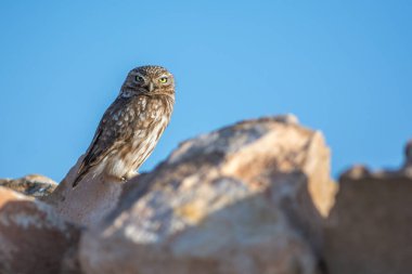 Kayaların üzerindeki küçük baykuş (Athene noctua) sabah güneşinde kendini ısıtır. Souss-Sahip-Draa, Agadir, Fas.
