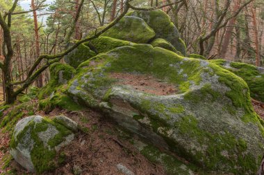 Kelt kayası, kayalıklarda bardakları olan kaya. Dieffenthal, Bas-Rhin, Alsace, Grand Est, Fransa, Avrupa.