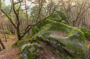 Kelt kayası, kayalıklarda bardakları olan kaya. Dieffenthal, Bas-Rhin, Alsace, Grand Est, Fransa, Avrupa.