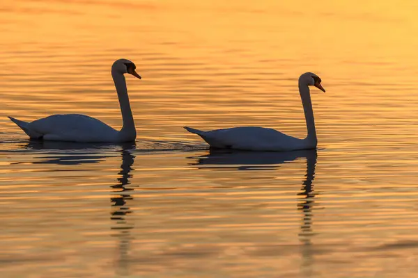 Gün batımında suda dilsiz kuğu (Cygnus olor) silueti. Bas-Rhin, Alsace, Grand Est, Fransa, Avrupa.