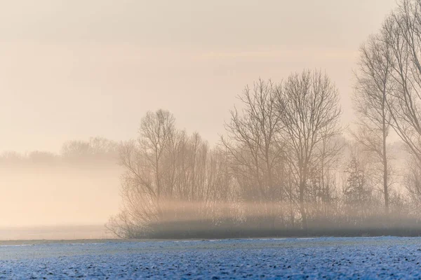 Morning mists in the plain in winters. Bas-Rhin, Alsace, Grand Est, France, Europe.