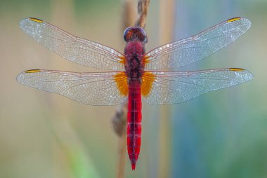 Akşamleyin dinlenen erkek (Broad Scarlet, Crocothemis erythraea). Bas-Rhin, Alsace, Grand Est, Fransa, Avrupa.