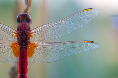 Akşamleyin dinlenen erkek (Broad Scarlet, Crocothemis erythraea). Bas-Rhin, Alsace, Grand Est, Fransa, Avrupa.