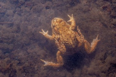 Üreme mevsiminde bir gölette yaygın kurbağa (Bufo bufo). Haut-Rhin, Alsace, Grand Est, Fransa, Avrupa.