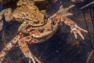 Üreme mevsiminde bir gölette yaygın kurbağa (Bufo bufo). Haut-Rhin, Alsace, Grand Est, Fransa, Avrupa.
