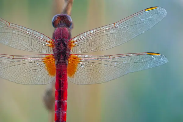 Akşamleyin dinlenen erkek (Broad Scarlet, Crocothemis erythraea). Bas-Rhin, Alsace, Grand Est, Fransa, Avrupa.