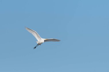 Gökyüzünde uçan Büyük Akbalıkçıl (Ardea alba), Bas-Rhin, Alsace, Grand Est, Fransa, Avrupa