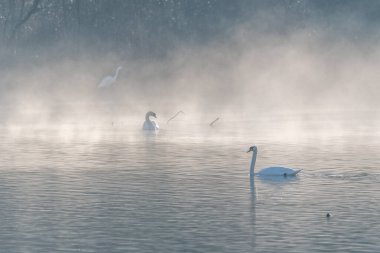 Bir gölün üzerindeki sabah sisinde dilsiz kuğu (Cygnus olor) silueti. Bas-Rhin, Alsace, Grand Est, Fransa, Avrupa.