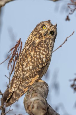 Kısa kulaklı Baykuş (Asio flameus) bir dala tünemiştir. Bas Rhin, Alsace, Fransa, Avrupa