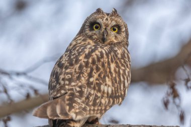 Kısa kulaklı Baykuş (Asio flameus) bir dala tünemiştir. Bas Rhin, Alsace, Fransa, Avrupa